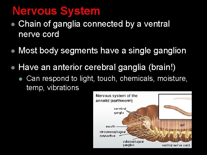Nervous System l Chain of ganglia connected by a ventral nerve cord l Most Nervous System l Chain of ganglia connected by a ventral nerve cord l Most