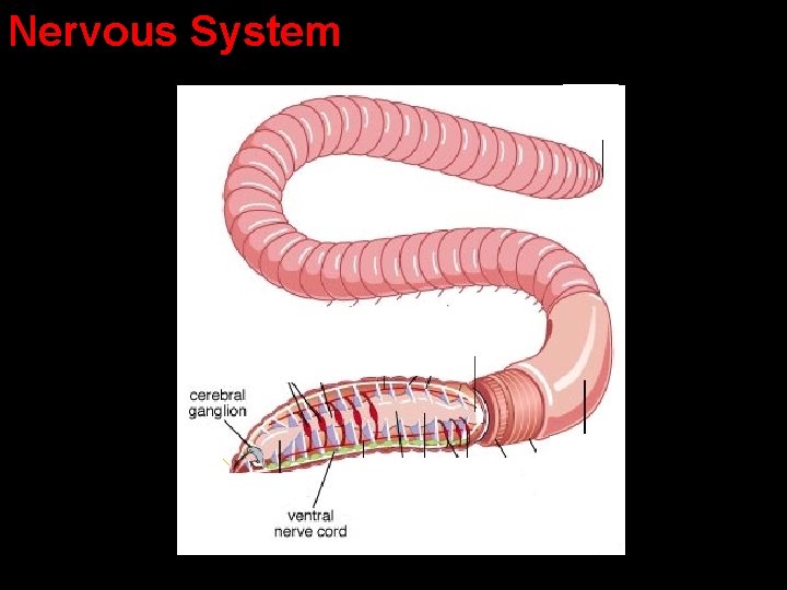 Nervous System Nervous System