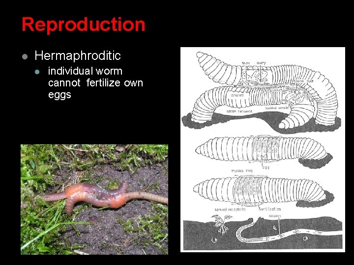 Reproduction l Hermaphroditic l individual worm cannot fertilize own eggs Reproduction l Hermaphroditic l individual worm cannot fertilize own eggs