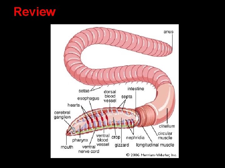 Review Review