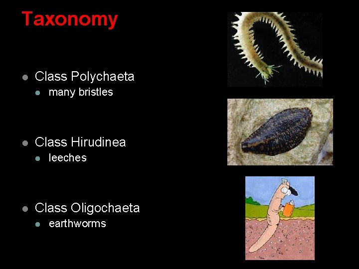 Taxonomy l Class Polychaeta l l Class Hirudinea l l many bristles leeches Class Taxonomy l Class Polychaeta l l Class Hirudinea l l many bristles leeches Class