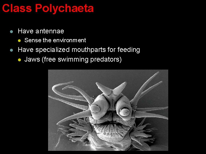 Class Polychaeta l Have antennae l l Sense the environment Have specialized mouthparts for Class Polychaeta l Have antennae l l Sense the environment Have specialized mouthparts for