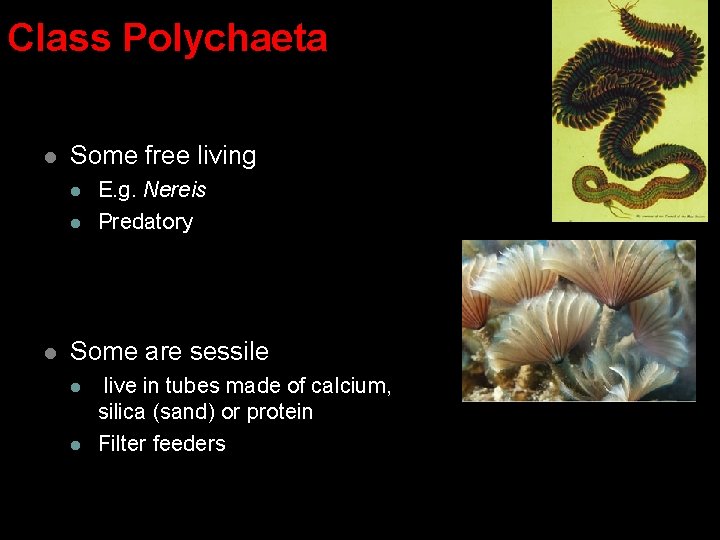 Class Polychaeta l Some free living l l l E. g. Nereis Predatory Some Class Polychaeta l Some free living l l l E. g. Nereis Predatory Some