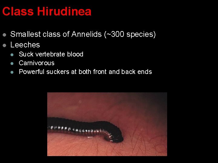Class Hirudinea l l Smallest class of Annelids (~300 species) Leeches l l l Class Hirudinea l l Smallest class of Annelids (~300 species) Leeches l l l