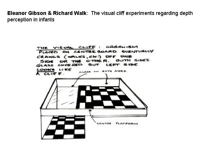 Eleanor Gibson & Richard Walk: The visual cliff experiments regarding depth perception in infants