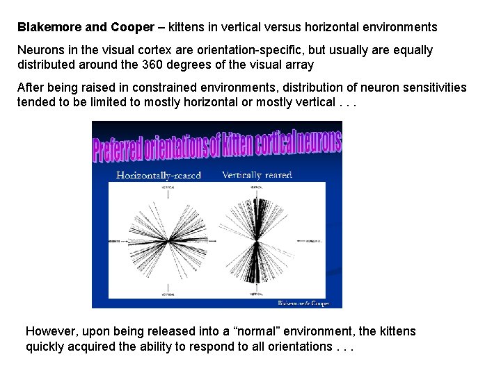 Blakemore and Cooper – kittens in vertical versus horizontal environments Neurons in the visual