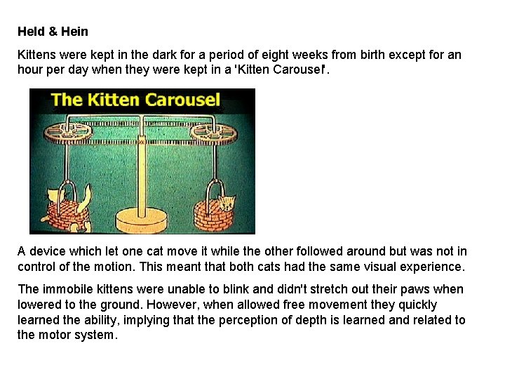 Held & Hein Kittens were kept in the dark for a period of eight