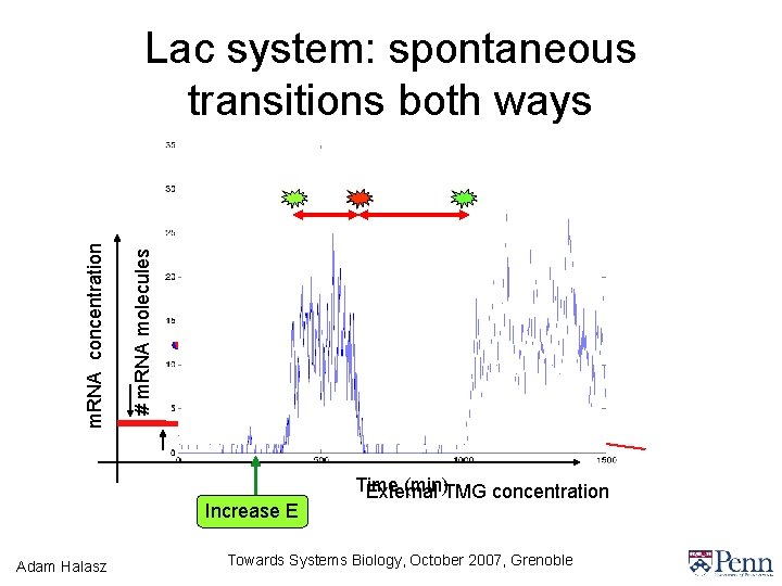 # m. RNA molecules m. RNA concentration Lac system: spontaneous transitions both ways Increase