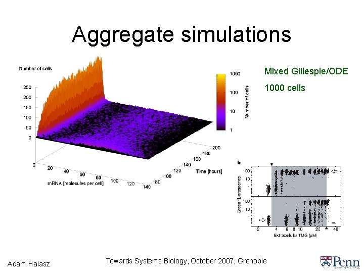 Aggregate simulations Mixed Gillespie/ODE 1000 cells Adam Halasz Towards Systems Biology, October 2007, Grenoble