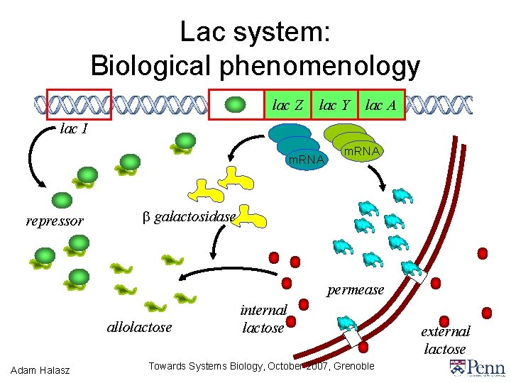 Lac system: Biological phenomenology lac Z lac Y lac A lac I m. RNA