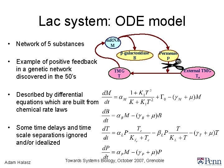 Lac system: ODE model • Network of 5 substances • Example of positive feedback