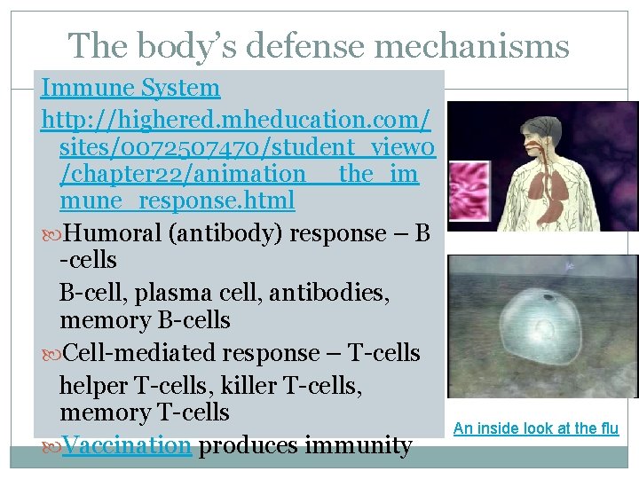 The body’s defense mechanisms Immune System http: //highered. mheducation. com/ sites/0072507470/student_view 0 /chapter 22/animation__the_im