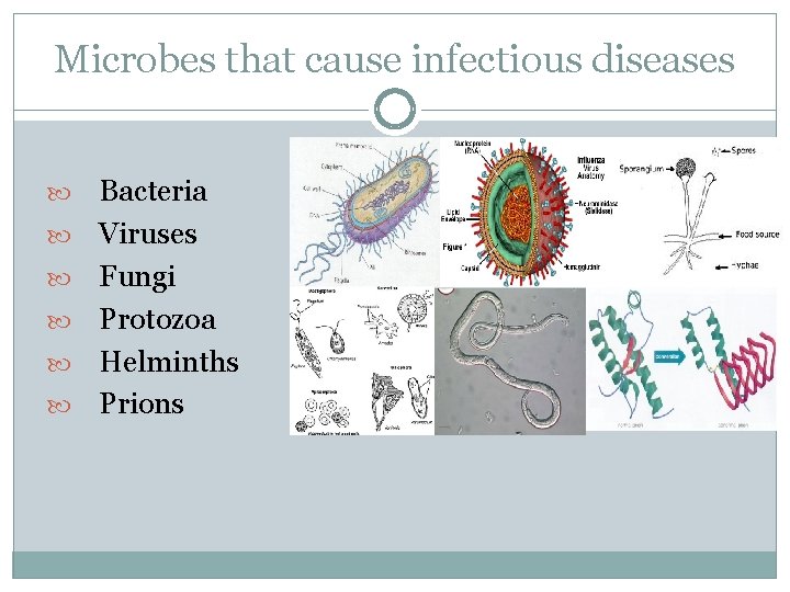 Microbes that cause infectious diseases Bacteria Viruses Fungi Protozoa Helminths Prions 