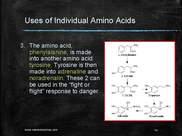 Uses of Individual Amino Acids 3. The amino acid, phenylalanine, is made into another Uses of Individual Amino Acids 3. The amino acid, phenylalanine, is made into another