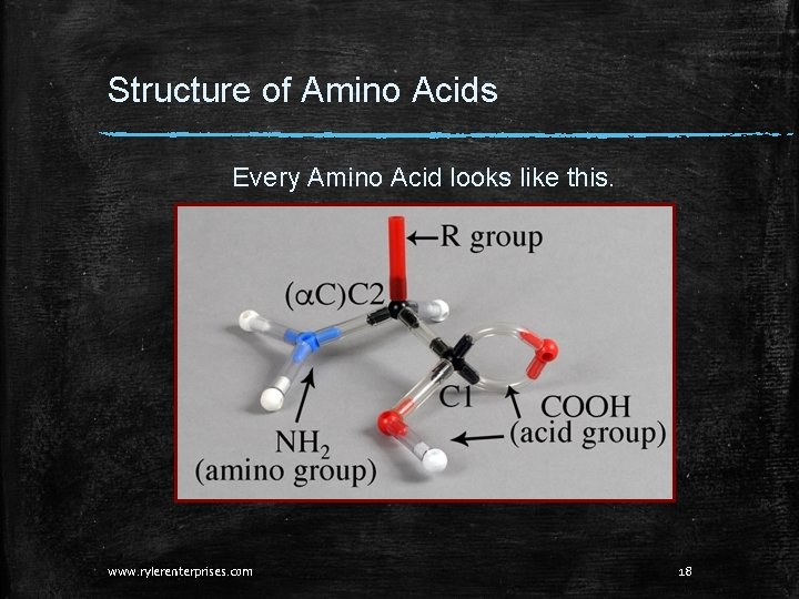 Structure of Amino Acids Every Amino Acid looks like this. www. rylerenterprises. com 18 Structure of Amino Acids Every Amino Acid looks like this. www. rylerenterprises. com 18