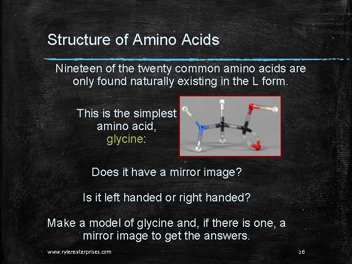 Structure of Amino Acids Nineteen of the twenty common amino acids are only found Structure of Amino Acids Nineteen of the twenty common amino acids are only found