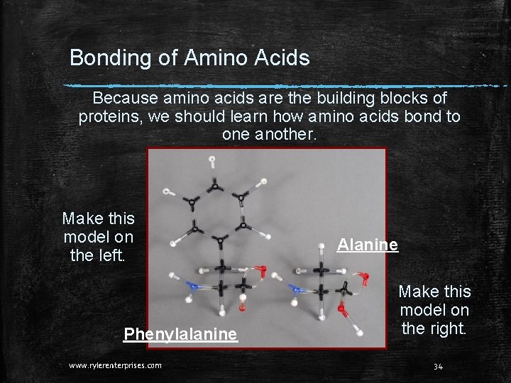 Bonding of Amino Acids Because amino acids are the building blocks of proteins, we Bonding of Amino Acids Because amino acids are the building blocks of proteins, we