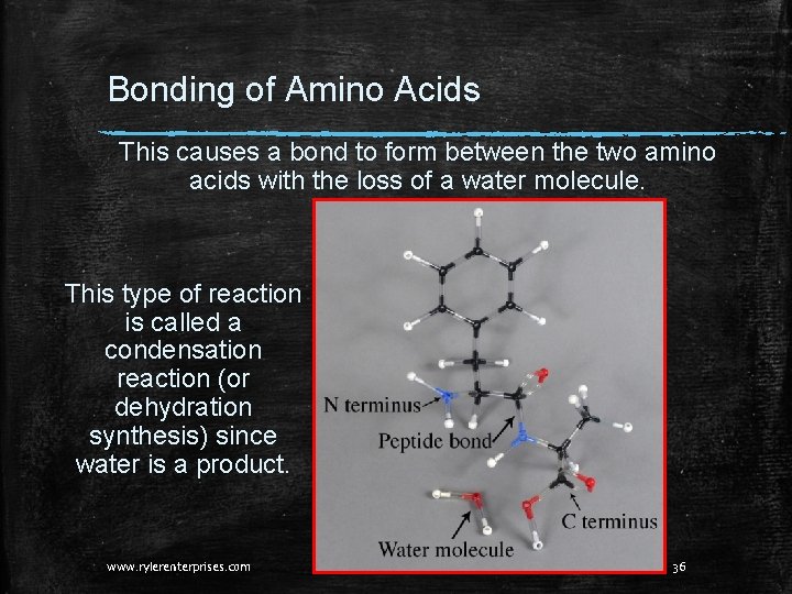 Bonding of Amino Acids This causes a bond to form between the two amino Bonding of Amino Acids This causes a bond to form between the two amino