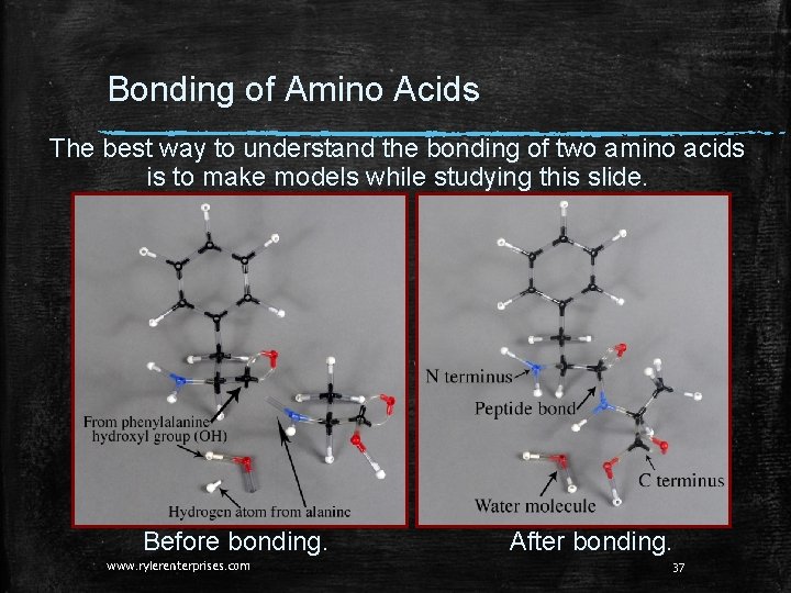 Bonding of Amino Acids The best way to understand the bonding of two amino Bonding of Amino Acids The best way to understand the bonding of two amino