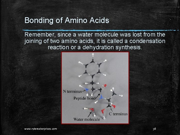 Bonding of Amino Acids Remember, since a water molecule was lost from the joining Bonding of Amino Acids Remember, since a water molecule was lost from the joining