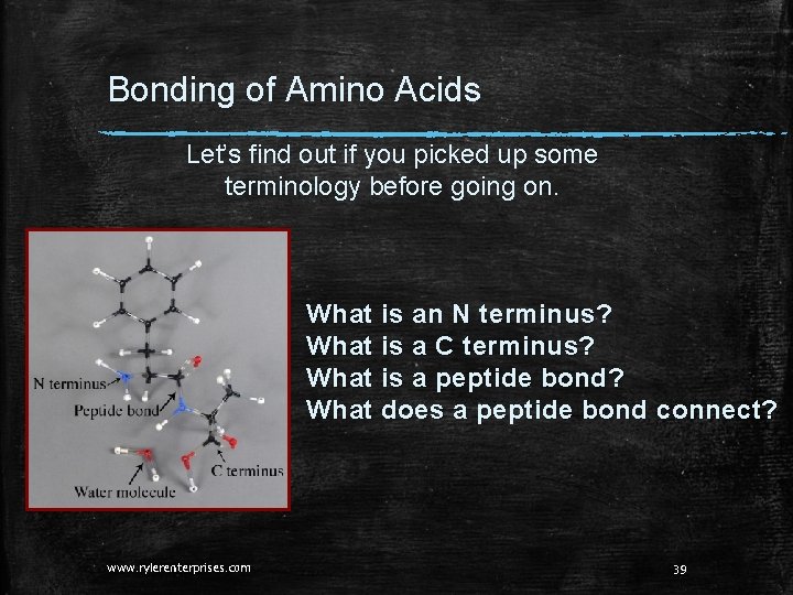 Bonding of Amino Acids Let’s find out if you picked up some terminology before Bonding of Amino Acids Let’s find out if you picked up some terminology before