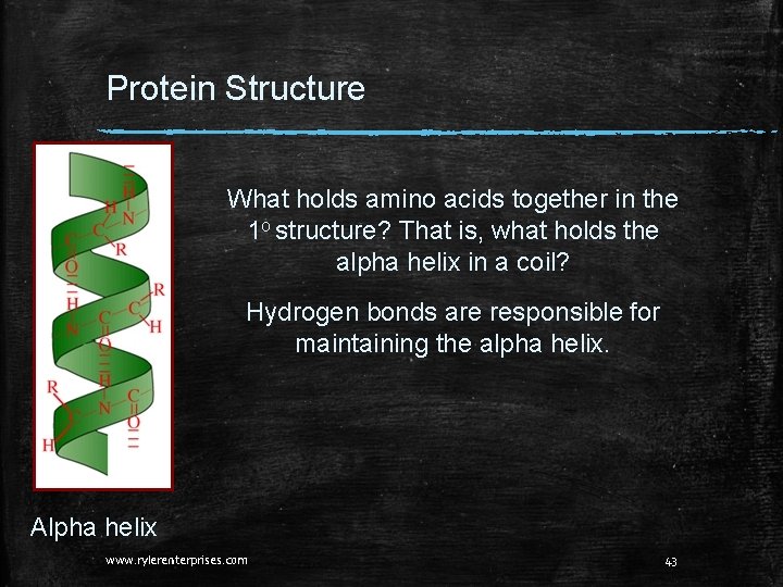 Protein Structure What holds amino acids together in the 1 o structure? That is, Protein Structure What holds amino acids together in the 1 o structure? That is,