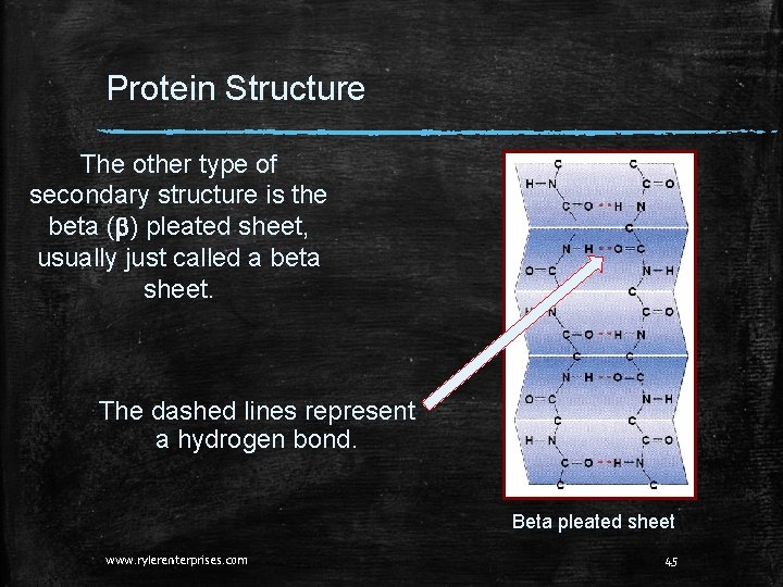 Protein Structure The other type of secondary structure is the beta (b) pleated sheet, Protein Structure The other type of secondary structure is the beta (b) pleated sheet,