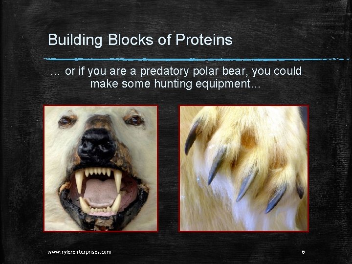 Building Blocks of Proteins … or if you are a predatory polar bear, you Building Blocks of Proteins … or if you are a predatory polar bear, you