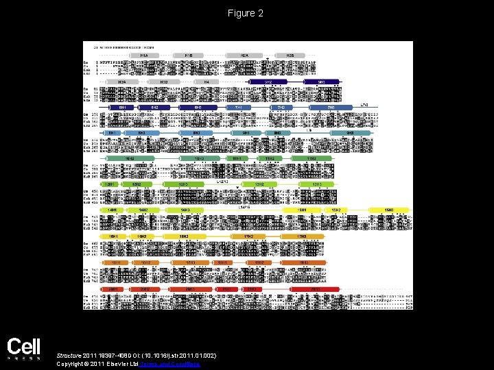 Figure 2 Structure 2011 19397 -408 DOI: (10. 1016/j. str. 2011. 002) Copyright ©