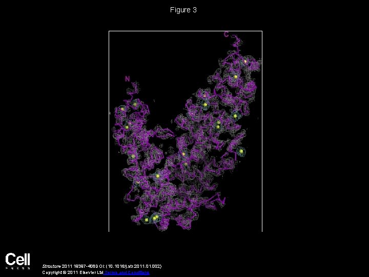 Figure 3 Structure 2011 19397 -408 DOI: (10. 1016/j. str. 2011. 002) Copyright ©