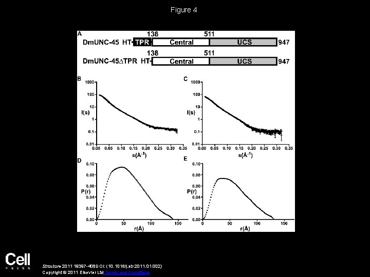 Figure 4 Structure 2011 19397 -408 DOI: (10. 1016/j. str. 2011. 002) Copyright ©