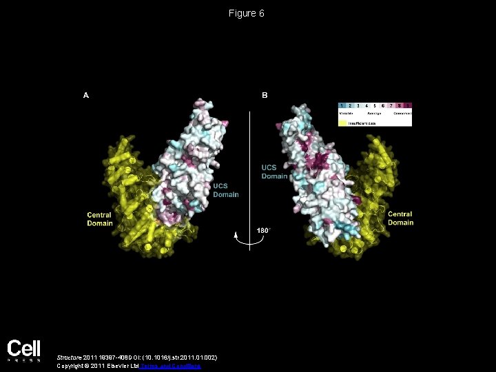 Figure 6 Structure 2011 19397 -408 DOI: (10. 1016/j. str. 2011. 002) Copyright ©