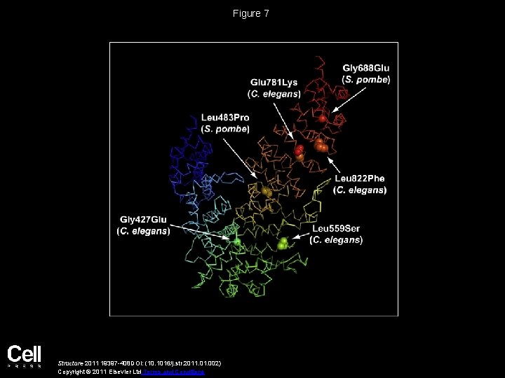 Figure 7 Structure 2011 19397 -408 DOI: (10. 1016/j. str. 2011. 002) Copyright ©