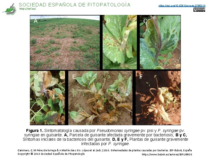 SOCIEDAD ESPAÑOLA DE FITOPATOLOGÍA http: //sef. es/ https: //doi. org/10. 5281/zenodo. 2798314 Figura 1. SOCIEDAD ESPAÑOLA DE FITOPATOLOGÍA http: //sef. es/ https: //doi. org/10. 5281/zenodo. 2798314 Figura 1.