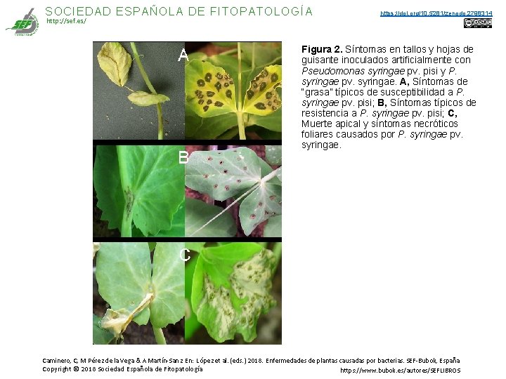 SOCIEDAD ESPAÑOLA DE FITOPATOLOGÍA http: //sef. es/ https: //doi. org/10. 5281/zenodo. 2798314 Figura 2. SOCIEDAD ESPAÑOLA DE FITOPATOLOGÍA http: //sef. es/ https: //doi. org/10. 5281/zenodo. 2798314 Figura 2.