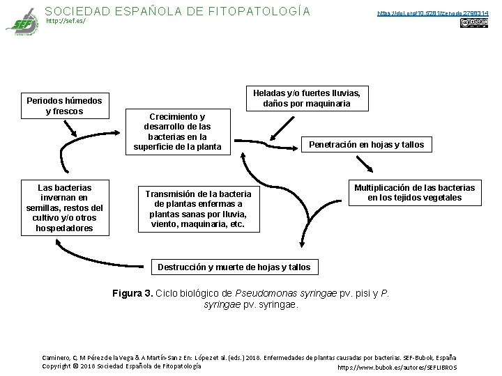 SOCIEDAD ESPAÑOLA DE FITOPATOLOGÍA https: //doi. org/10. 5281/zenodo. 2798314 http: //sef. es/ Periodos húmedos SOCIEDAD ESPAÑOLA DE FITOPATOLOGÍA https: //doi. org/10. 5281/zenodo. 2798314 http: //sef. es/ Periodos húmedos