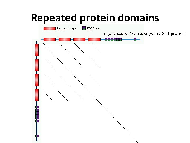 Repeated protein domains e. g. Drosophila melanogaster SLIT protein 