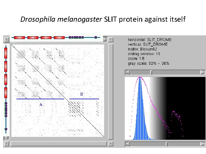 Drosophila melanogaster SLIT protein against itself 