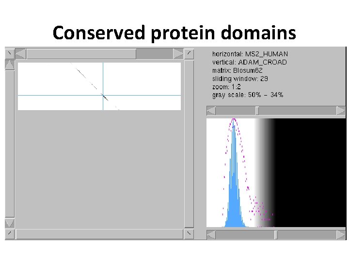 Conserved protein domains 