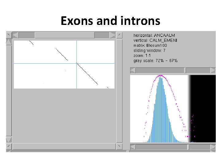 Exons and introns 