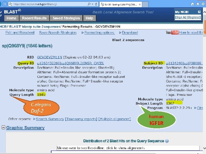 C. elegans Daf-2 human IGF 1 R 