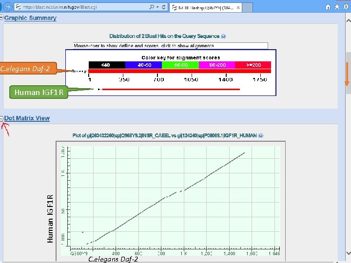 C. elegans Daf-2 Human IGF 1 R C. elegans Daf-2 