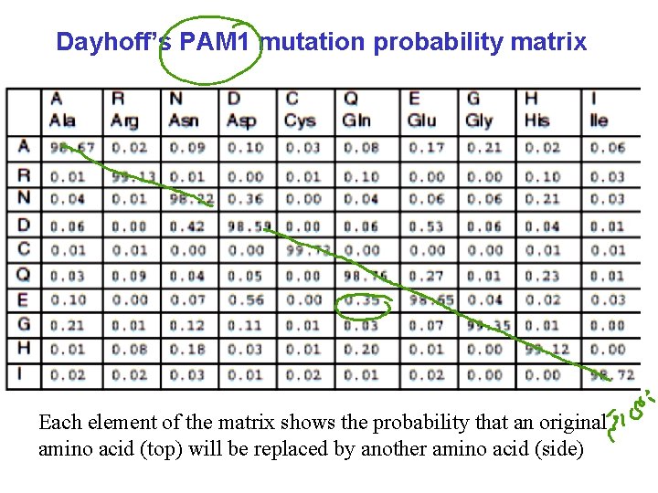 Dayhoff’s PAM 1 mutation probability matrix Each element of the matrix shows the probability