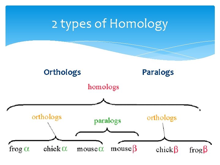 2 types of Homology Orthologs Homologous sequences in different species Paralogs Homologous sequences within