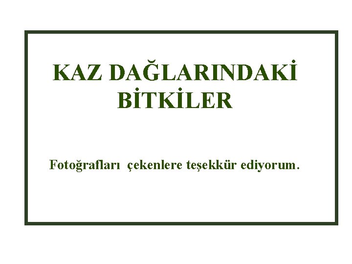 KAZ DAĞLARINDAKİ BİTKİLER Fotoğrafları çekenlere teşekkür ediyorum. 