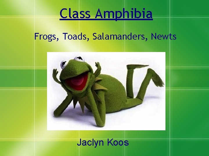 Class Amphibia Frogs, Toads, Salamanders, Newts Jaclyn Koos 