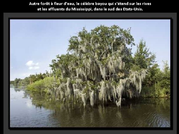 Autre forêt à fleur d'eau, le célèbre bayou qui s'étend sur les rives et