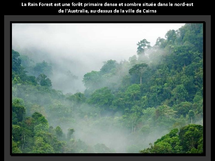 La Rain Forest une forêt primaire dense et sombre située dans le nord-est de