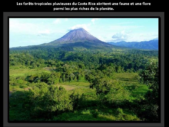 Les forêts tropicales pluvieuses du Costa Rica abritent une faune et une flore parmi