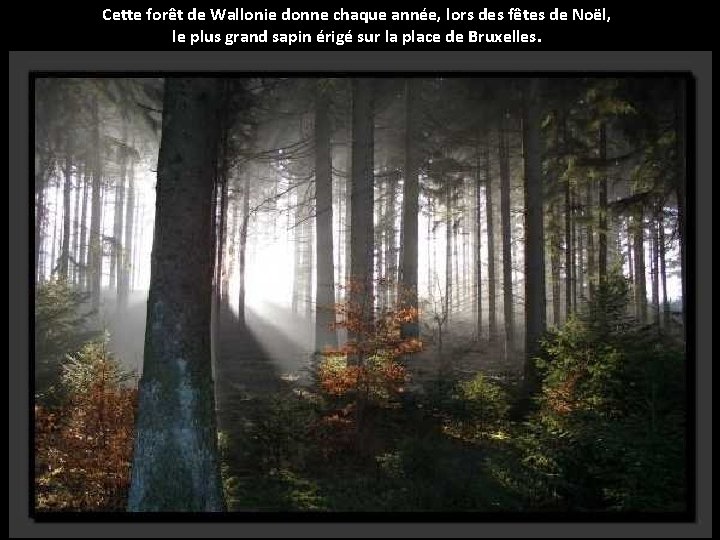 Cette forêt de Wallonie donne chaque année, lors des fêtes de Noël, le plus